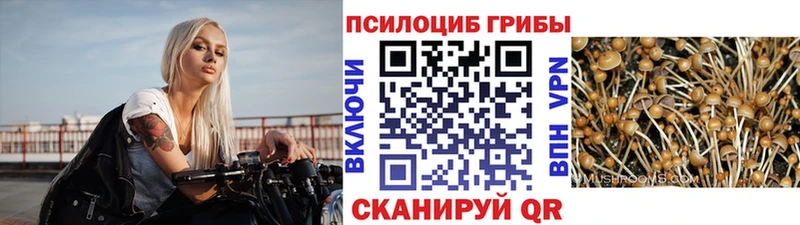Псилоцибиновые грибы Psilocybe  цены наркотик  Череповец 